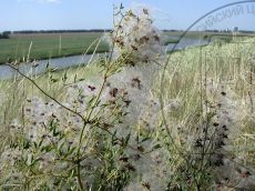 Clematis-lathyrifolia_плоды